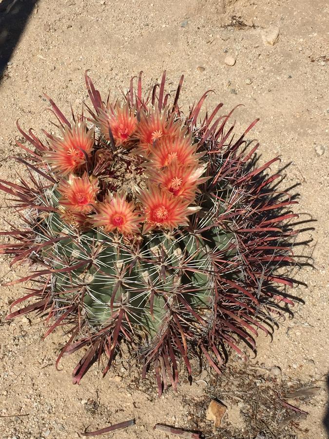 Cactus Adobe Villa ทเวนตีไนน์พาล์มส์ ภายนอก รูปภาพ